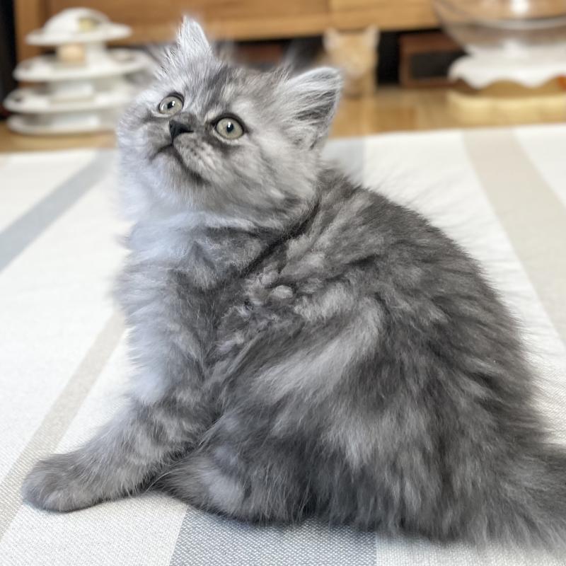 販売中の愛知県のミヌエット-136426の11枚目