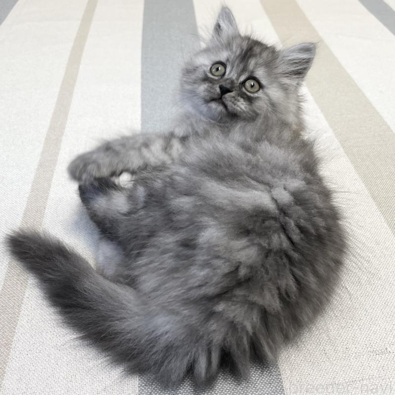 販売中の愛知県のミヌエット-136426の10枚目