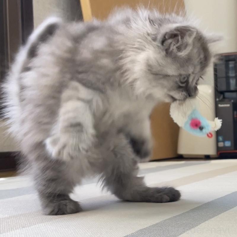 販売中の愛知県のミヌエット-136426の7枚目