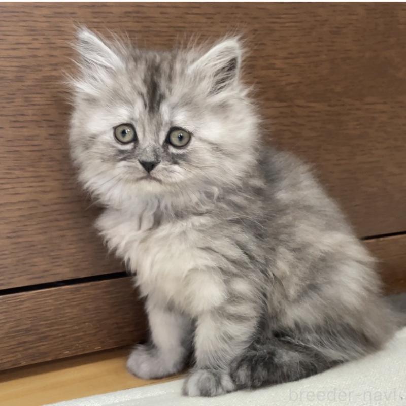 販売中の愛知県のミヌエット-136426の6枚目