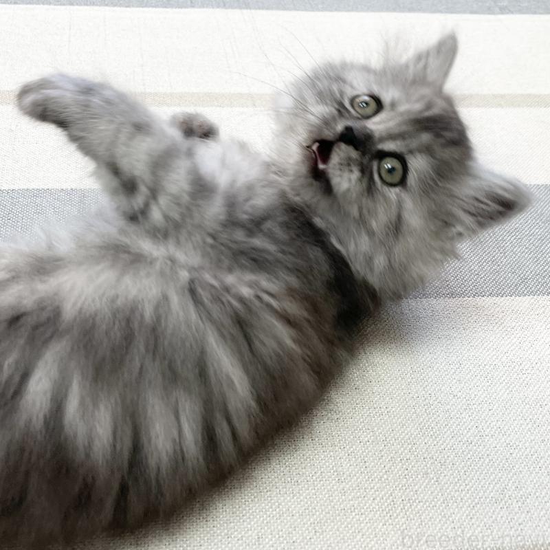 販売中の愛知県のミヌエット-136426の5枚目