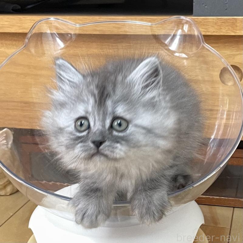 販売中の愛知県のミヌエット-136426の4枚目