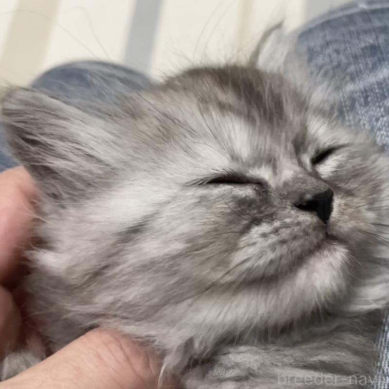 販売中の愛知県のミヌエット-136426の3枚目