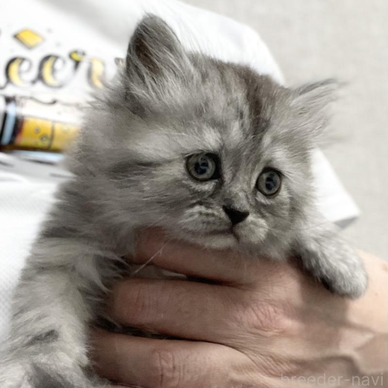 販売中の愛知県のミヌエット-136426の2枚目