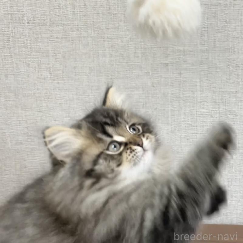 販売中の愛知県のミヌエット-136427の15枚目