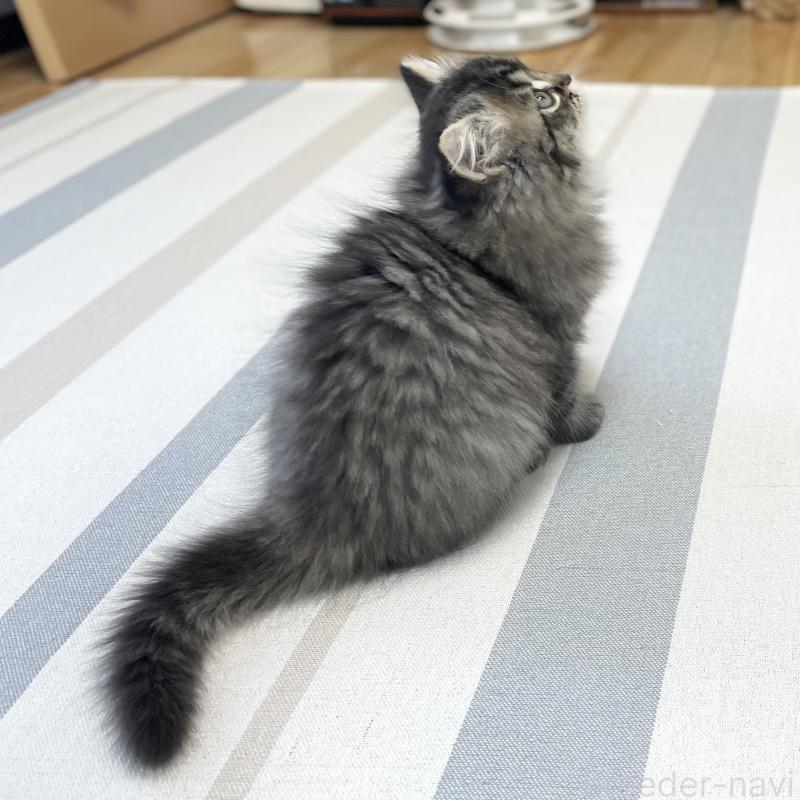 販売中の愛知県のミヌエット-136427の14枚目