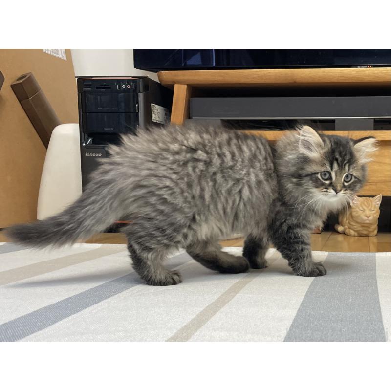 販売中の愛知県のミヌエット-136427の13枚目