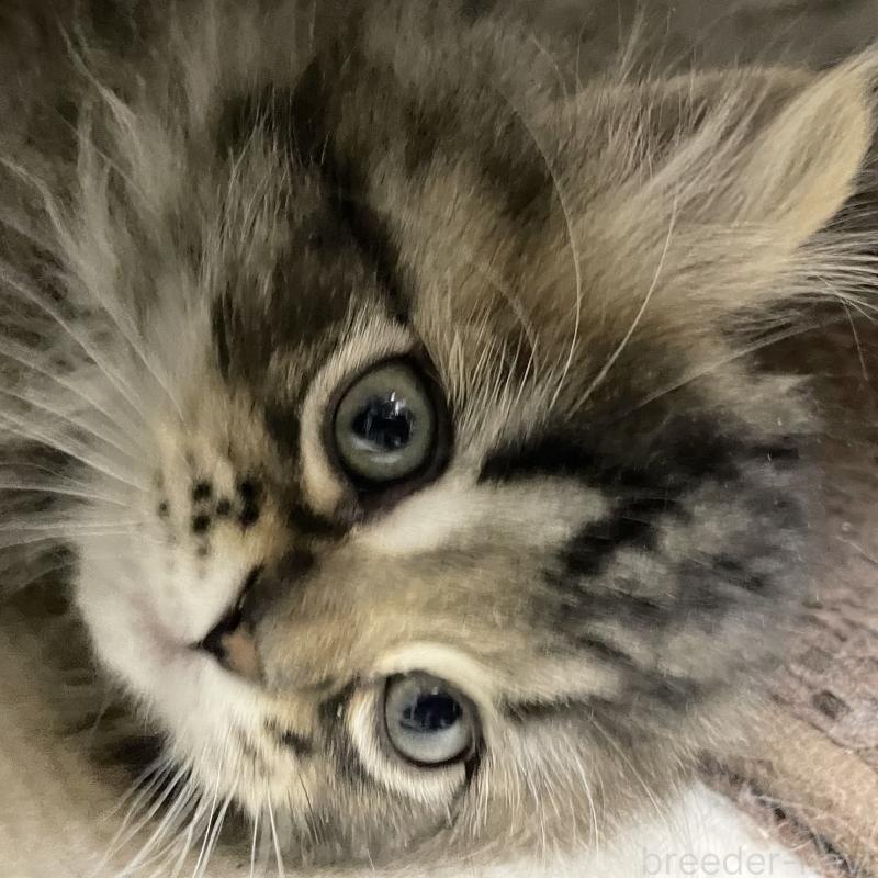 販売中の愛知県のミヌエット-136427の11枚目