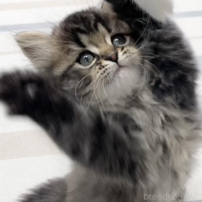 販売中の愛知県のミヌエット-136427の9枚目