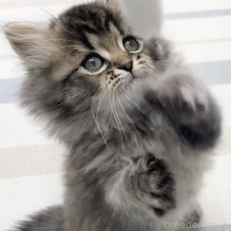 販売中の愛知県のミヌエット-136427の8枚目