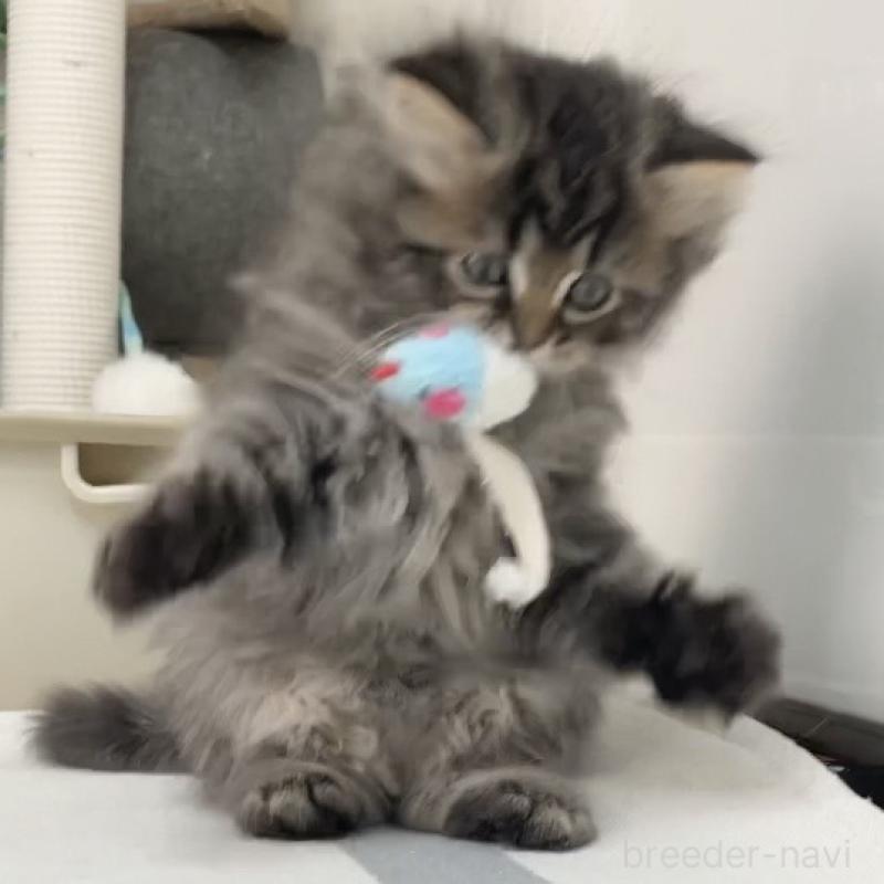 販売中の愛知県のミヌエット-136427の7枚目