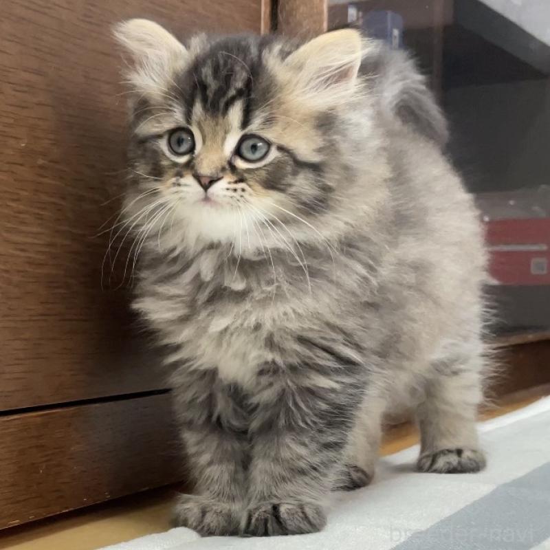 販売中の愛知県のミヌエット-136427の6枚目