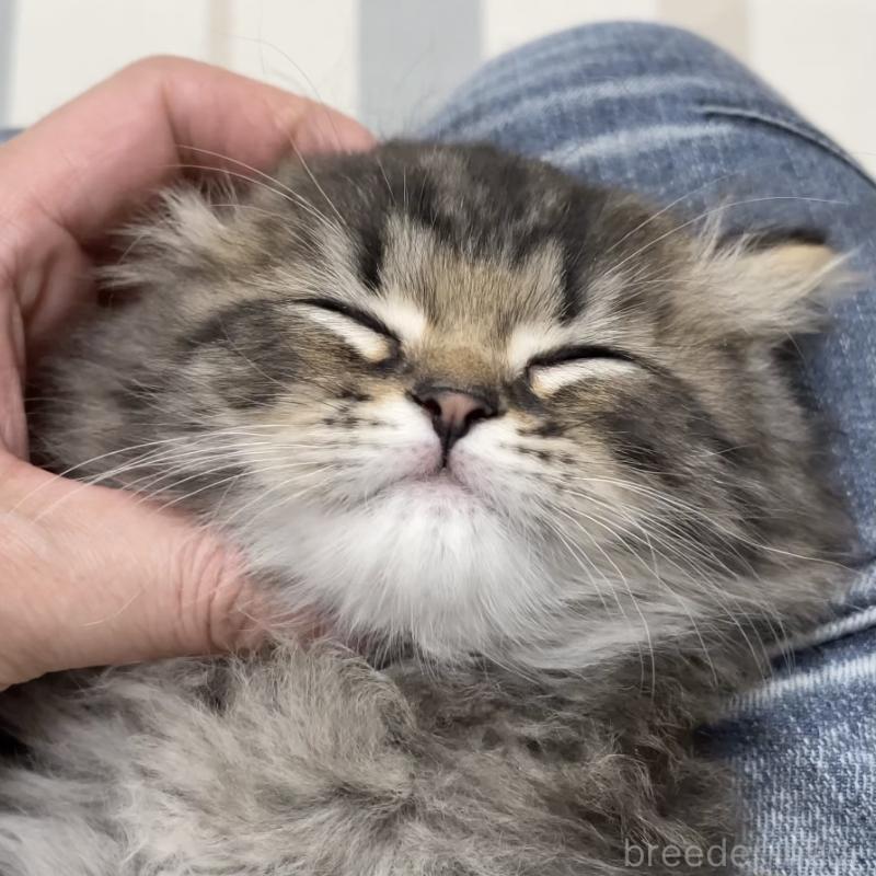 販売中の愛知県のミヌエット-136427の5枚目