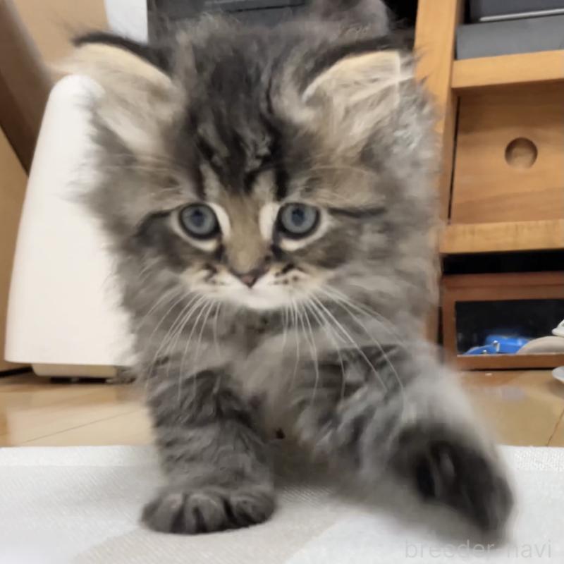 販売中の愛知県のミヌエット-136427の4枚目