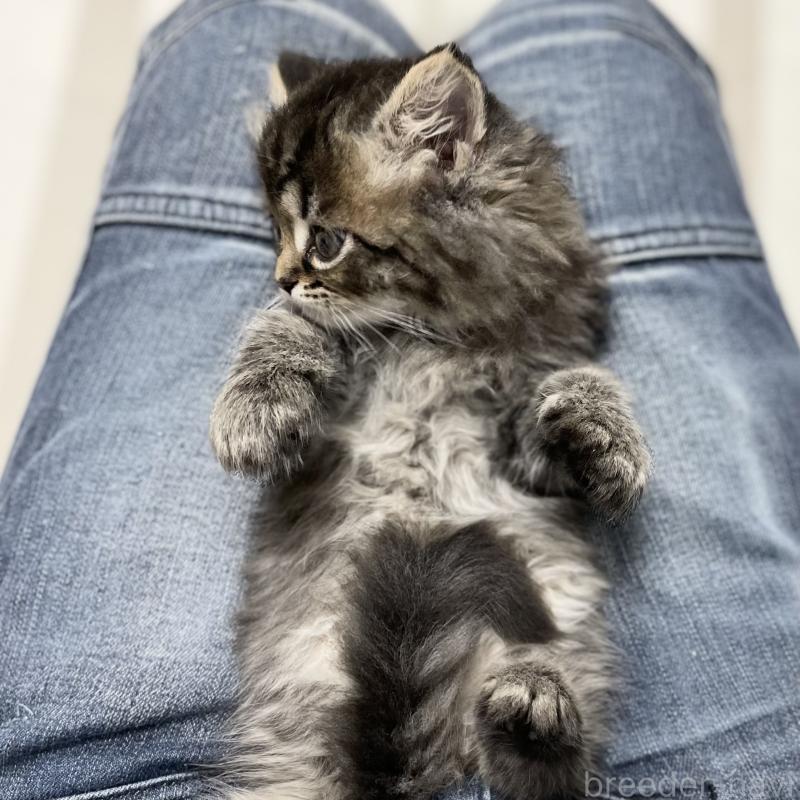 販売中の愛知県のミヌエット-136427の3枚目