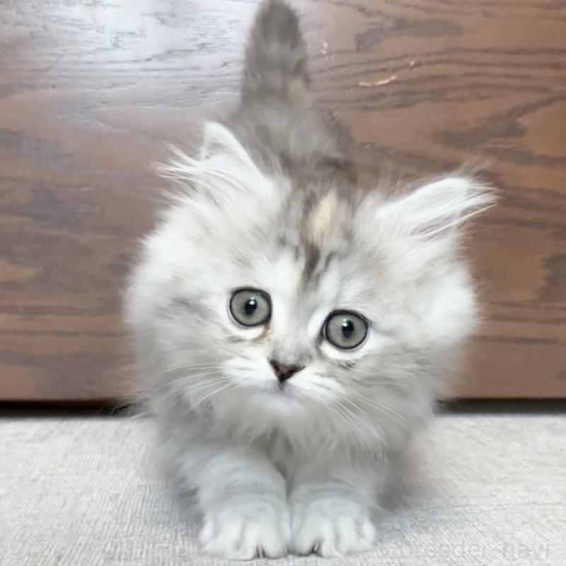 販売中の愛知県のミヌエット-136428の15枚目