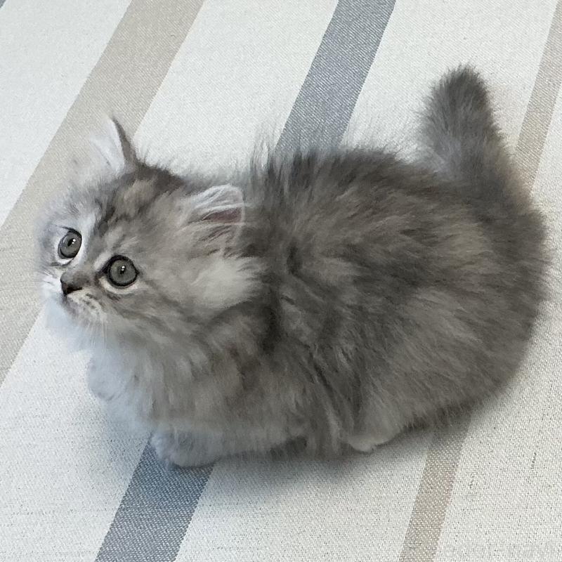 販売中の愛知県のミヌエット-136428