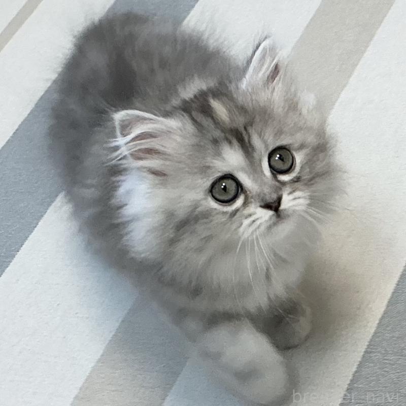 販売中の愛知県のミヌエット-136428の14枚目