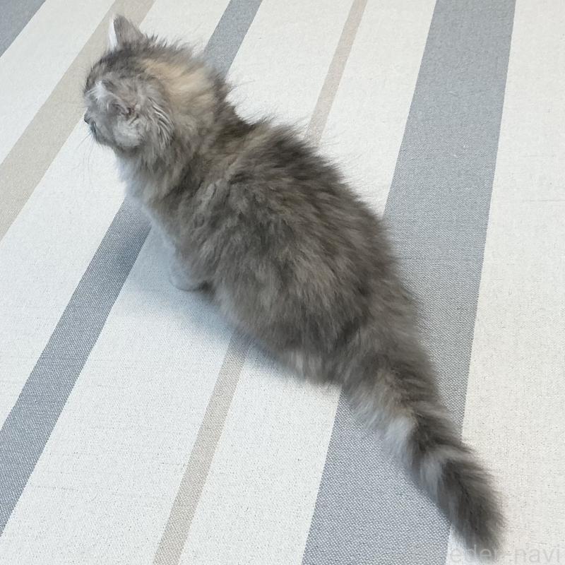 販売中の愛知県のミヌエット-136428の13枚目