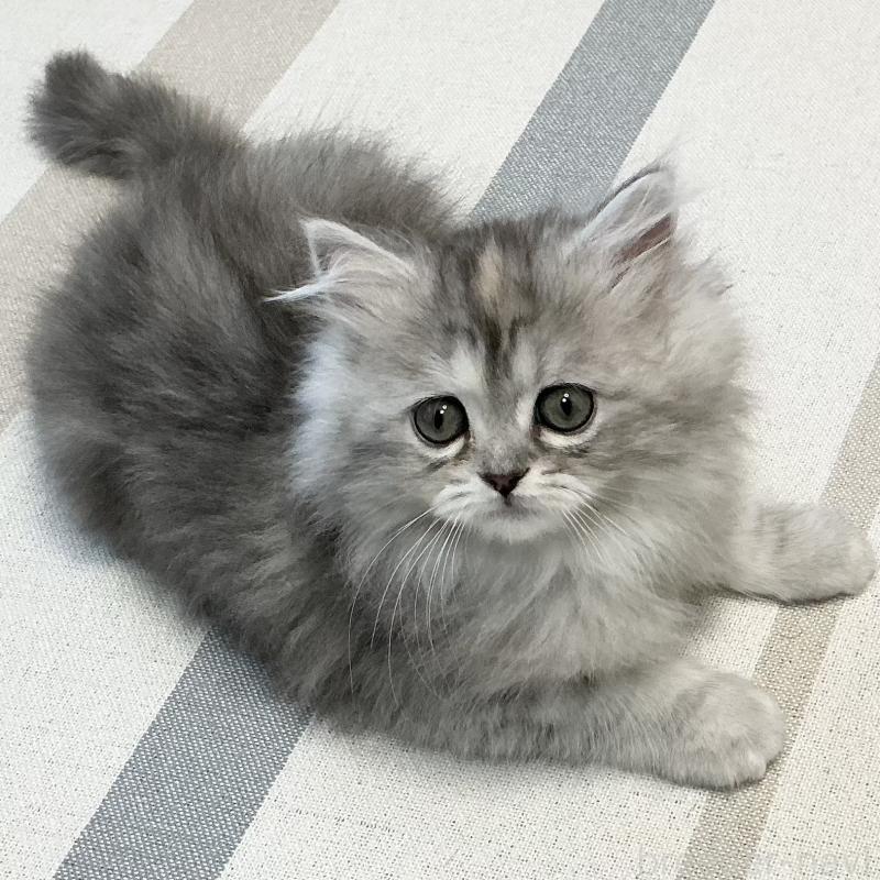 販売中の愛知県のミヌエット-136428の12枚目