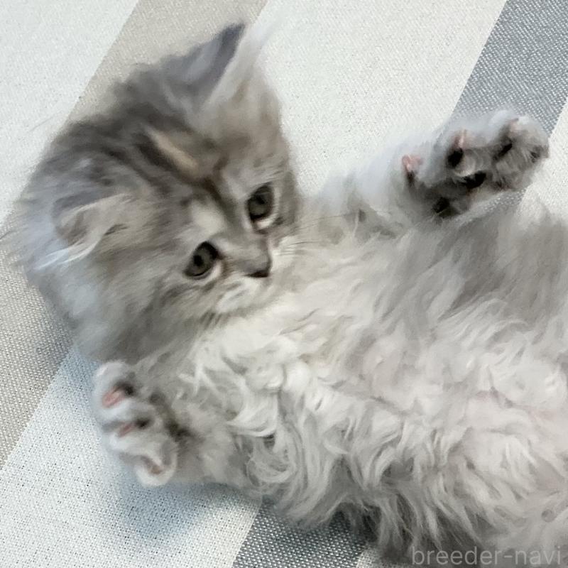 販売中の愛知県のミヌエット-136428の11枚目