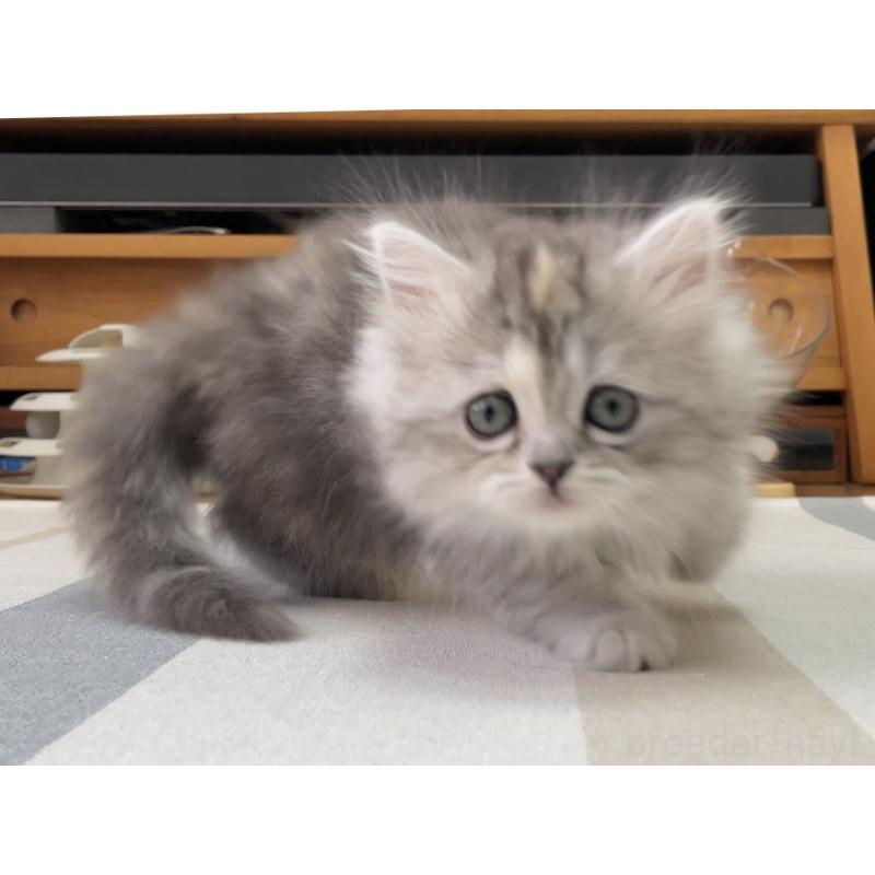 販売中の愛知県のミヌエット-136428の9枚目