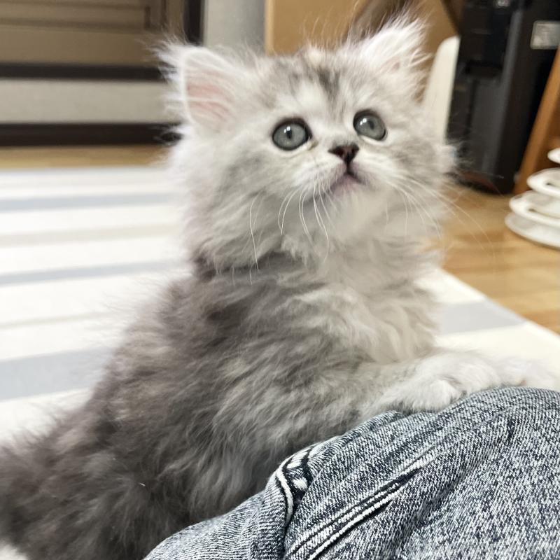 販売中の愛知県のミヌエット-136428の8枚目