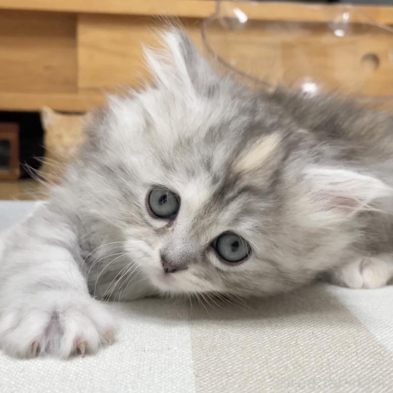 販売中の愛知県のミヌエット-136428の6枚目