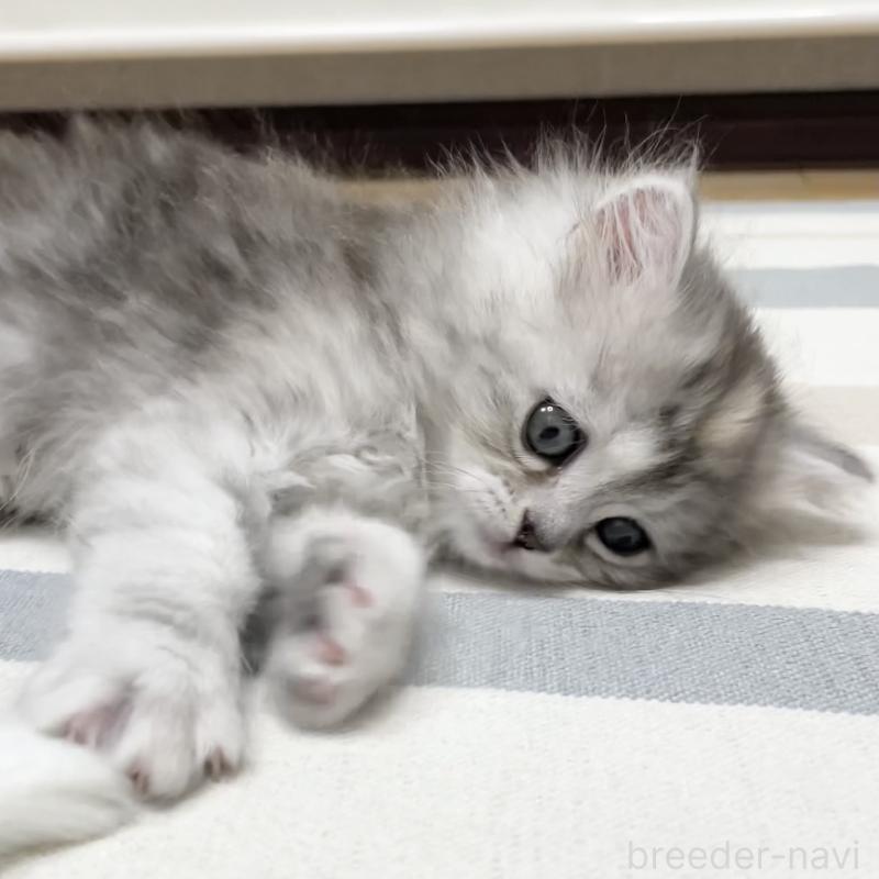 販売中の愛知県のミヌエット-136428の5枚目