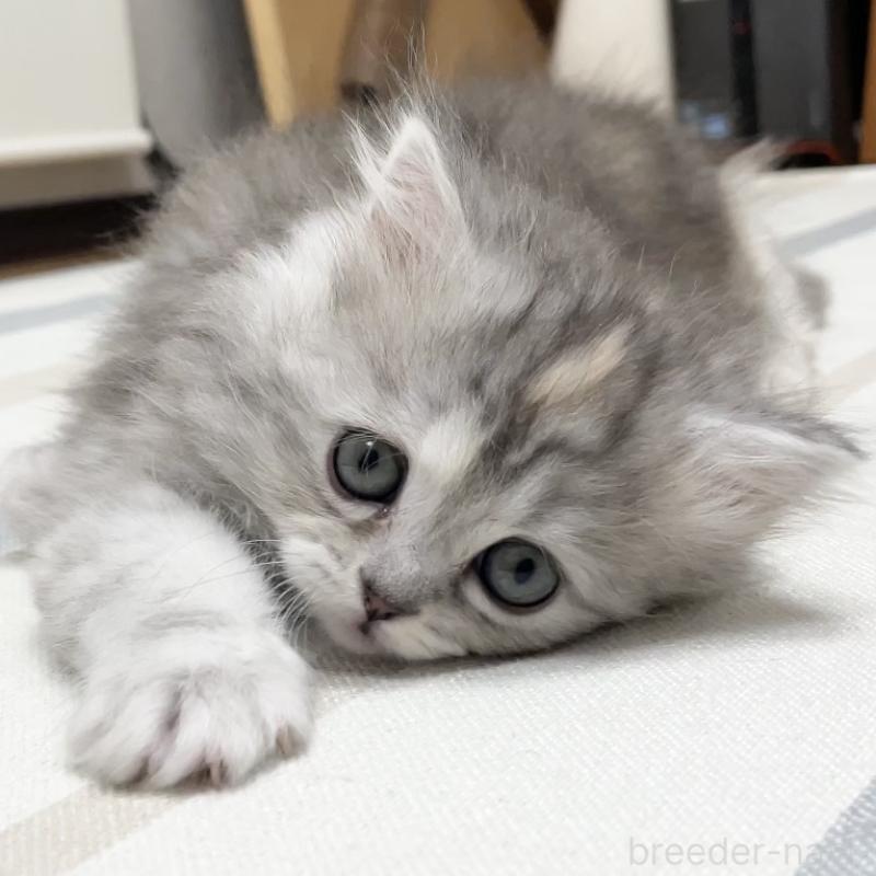 販売中の愛知県のミヌエット-136428の4枚目