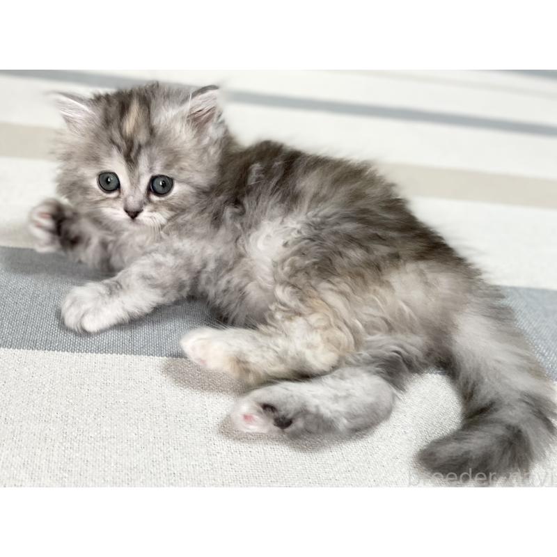 販売中の愛知県のミヌエット-136428の2枚目