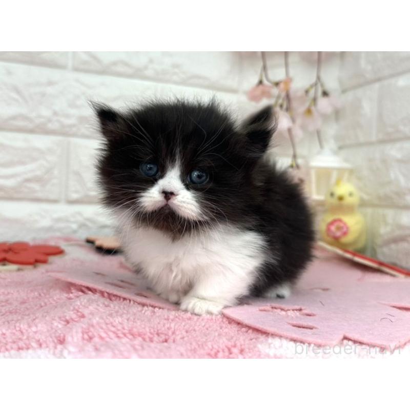 販売中の埼玉県のミヌエット(短足)-139239の6枚目