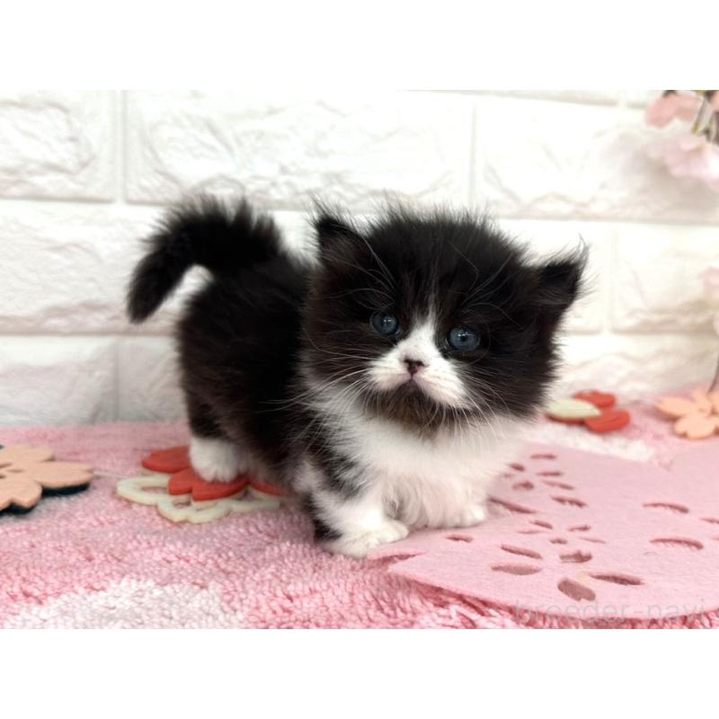 販売中の埼玉県のミヌエット(短足)-139239の5枚目