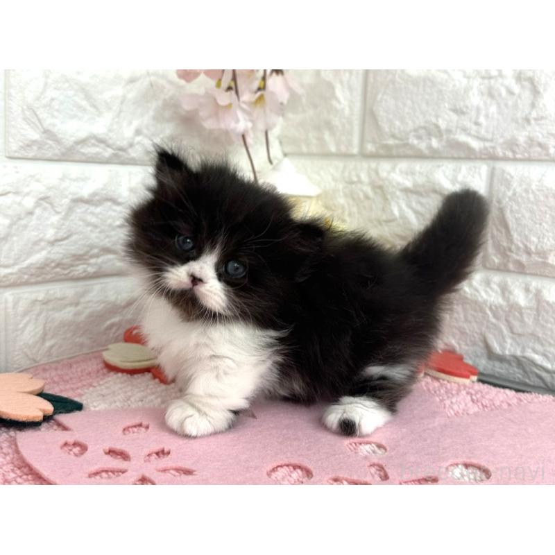 販売中の埼玉県のミヌエット(短足)-139239の3枚目