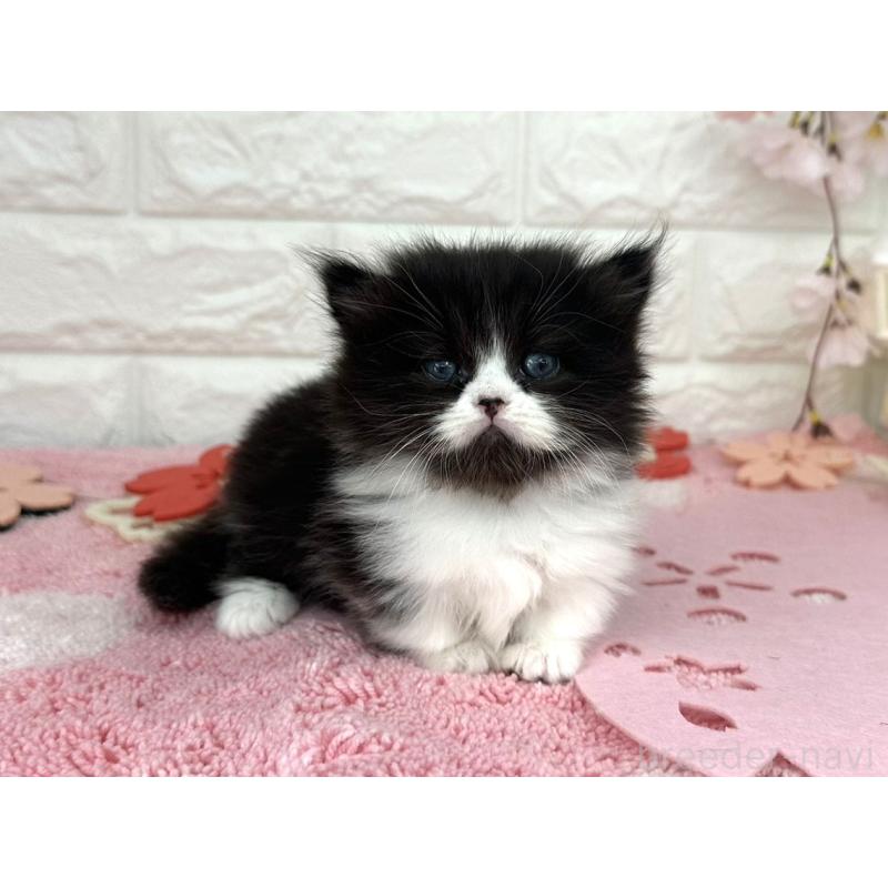 販売中の埼玉県のミヌエット(短足)-139239の2枚目