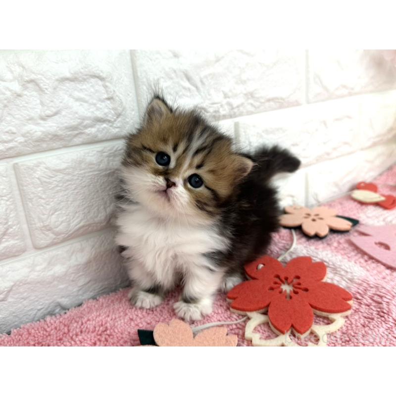 販売中の埼玉県のミヌエット(短足)-139240の6枚目