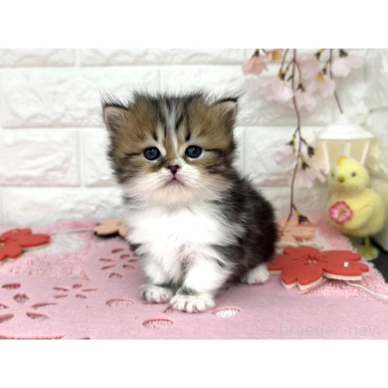 販売中の埼玉県のミヌエット(短足)-139240の5枚目