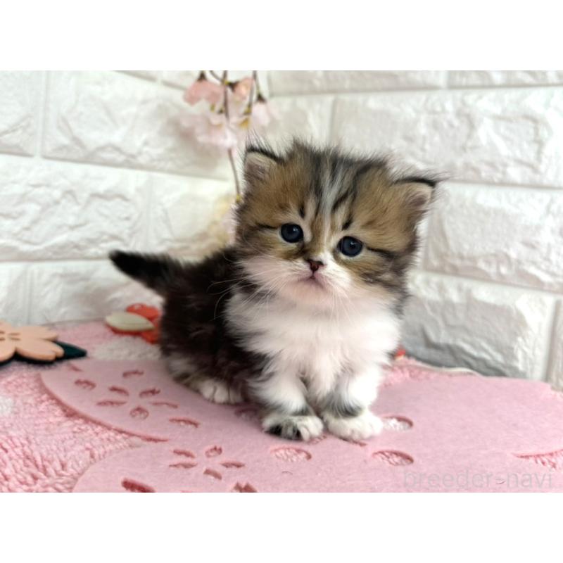 販売中の埼玉県のミヌエット(短足)-139240の4枚目