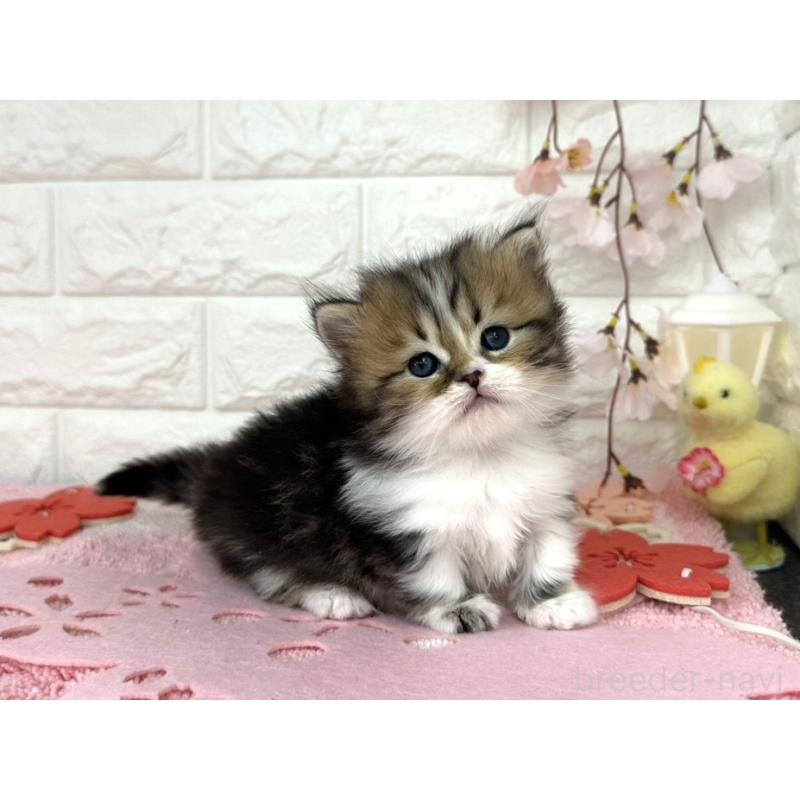 販売中の埼玉県のミヌエット(短足)-139240の3枚目