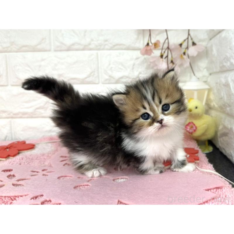 販売中の埼玉県のミヌエット(短足)-139240の2枚目