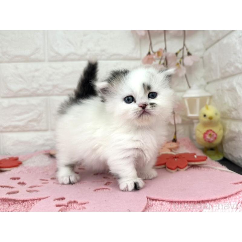 販売中の埼玉県のミヌエット(短足)-139241の6枚目