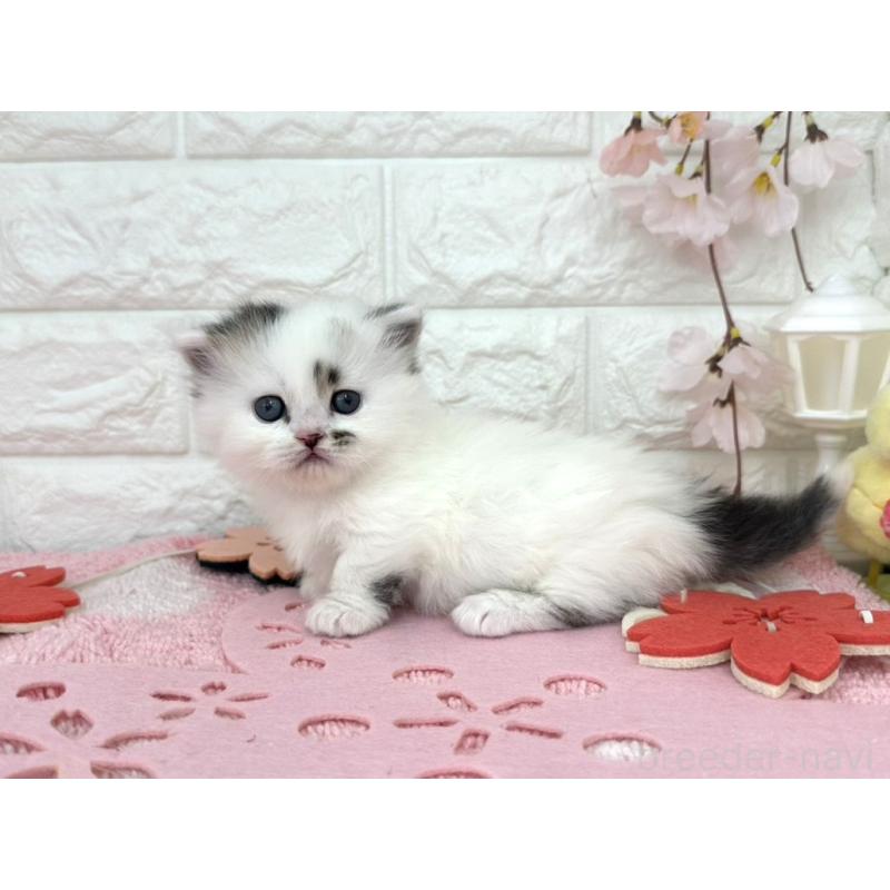 販売中の埼玉県のミヌエット(短足)-139241の5枚目