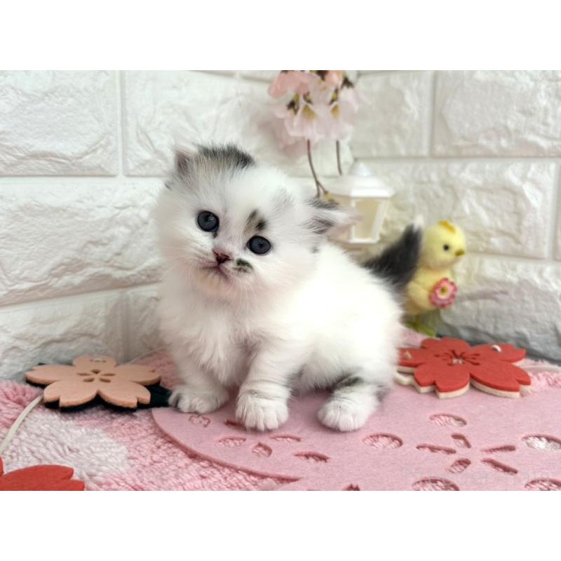 販売中の埼玉県のミヌエット(短足)-139241の4枚目