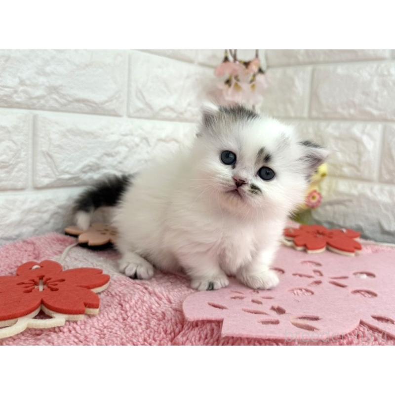 販売中の埼玉県のミヌエット(短足)-139241の3枚目