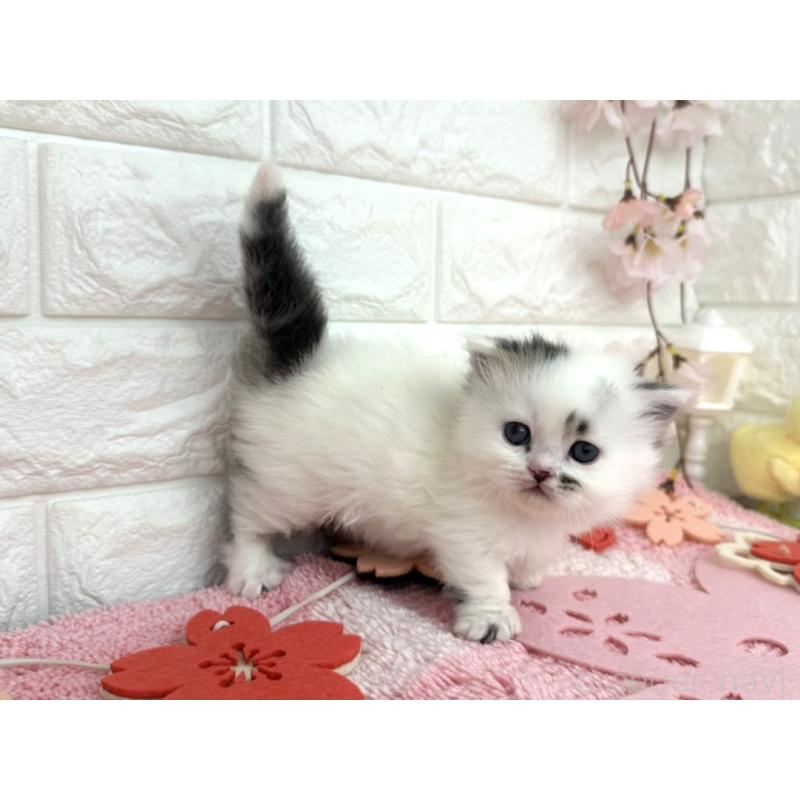 販売中の埼玉県のミヌエット(短足)-139241の2枚目