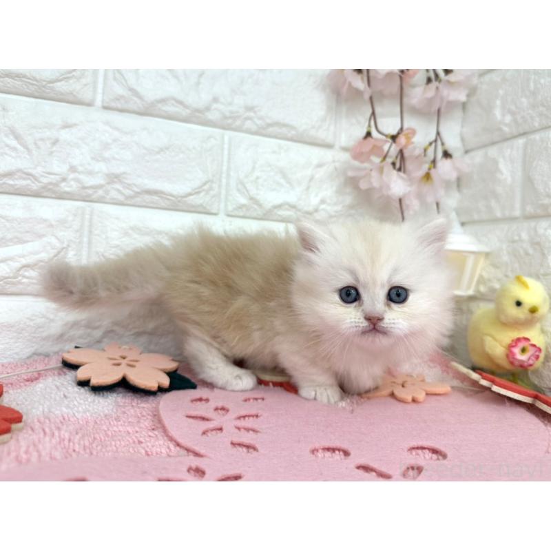 販売中の埼玉県のミヌエット(短足)-139242の6枚目