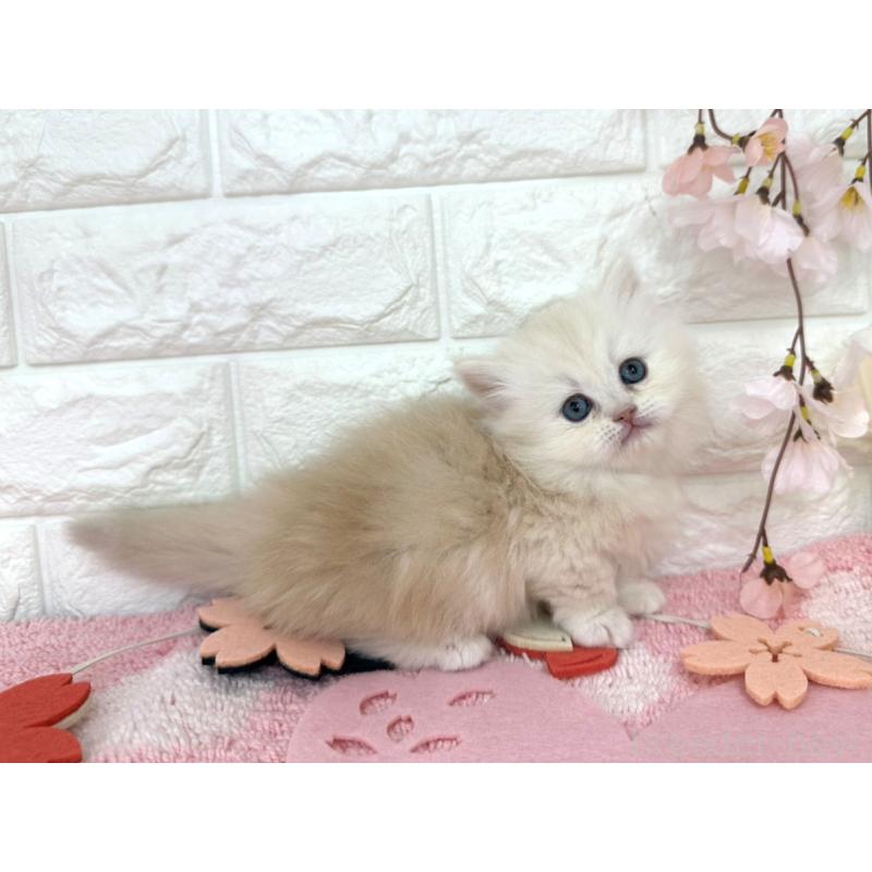 販売中の埼玉県のミヌエット(短足)-139242の5枚目