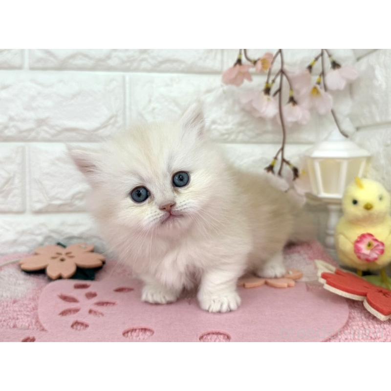 販売中の埼玉県のミヌエット(短足)-139242の3枚目