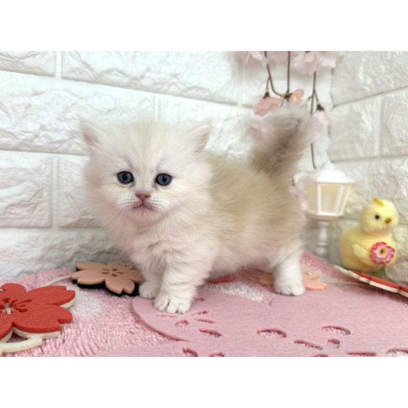 販売中の埼玉県のミヌエット(短足)-139242の2枚目