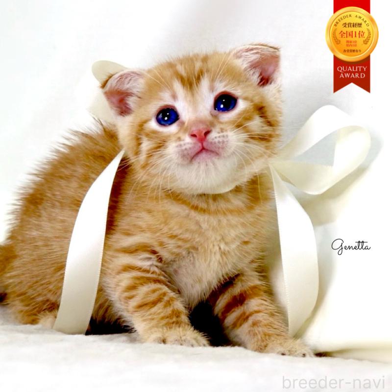 販売中の栃木県のジェネッタ-138678